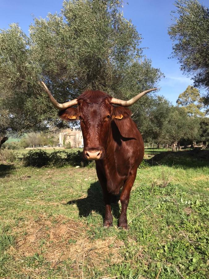 Casa Rural El Vihuelo El Bosque Luaran gambar
