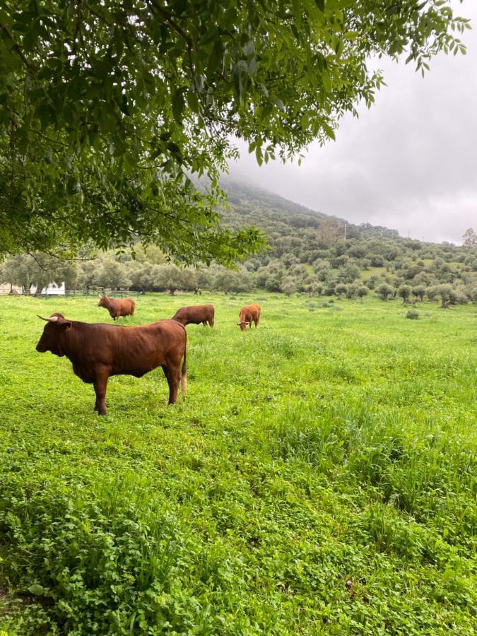 Casa Rural El Vihuelo El Bosque Luaran gambar
